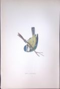 Blue Titmouse Rev Morris Antique History of British Birds 130 Years-Old Engraving-68