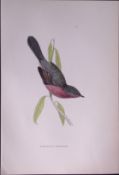 Dartford Warbler Rev Morris Antique History of British Birds 130 Years-Old Engraving-128
