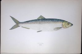 Herring Fish Scarce Antique 1877 J. Couch Woodblock Engraving-33