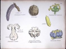 Walnut Family Botanical Flower Diagram Rare Antique First Edition Illustration-82