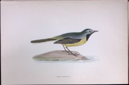 Grey Wagtail Rev Morris Antique History of British Birds 130 Years-Old Engraving-166