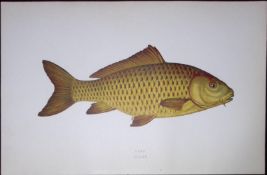 Carp Fish Scarce Antique 1877 J. Couch Woodblock Engraving-127