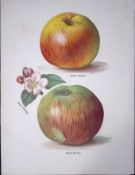 Apples - Newton Wonder, Striped Beefing. Antique Fruit Growers Guide by John Wright Print-10