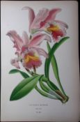 Easter Orchid Edward Step Rare Antique Botanical Book Plate-239