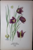 Snake Head Lily Edward Step Rare Antique Botanical Book Plate-283