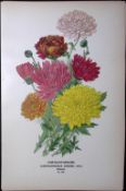 Chrysanthemums Edward Step Rare Antique Botanical Book Plate-149