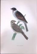 Reed Bunting Rev Morris Antique History of British Birds 130 Years-Old Engraving-186
