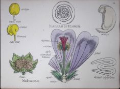 Mallows Botanical Flower Diagram Rare Antique First Edition Illustration-14