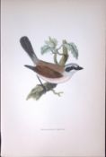 Red Backed Shrike Rev Morris Antique History of British Birds 130 Years-Old Engraving-63