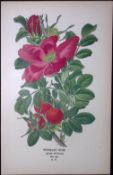 Wrinkled Rose Edward Step Rare Antique Botanical Book Plate-73