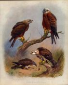 Thorburn Antique Scarce Second Edition Large Bird Print Buzzard, Kite, Hawk-35