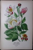 White Peony Edward Step Rare Antique Botanical Book Plate-13