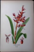 Two-Coloured Coralberry Edward Step Rare Antique Botanical Book Plate-250