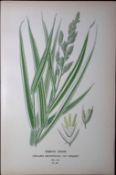 Ribbon Grass Edward Step Rare Antique Botanical Book Plate-301