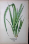 Veitch’s Screw-Pine Edward Step Rare Antique Botanical Book Plate-293