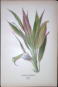 Cordyline Terminalis Edward Step Rare Antique Botanical Book Plate-273
