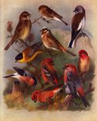 Thorburn Antique Scarce Bird Lithograph Finches, Crossbill, Grosbeak-17.