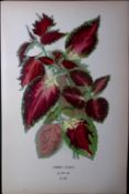 Hedgehog Flower Edward Step Rare Antique Botanical Book Plate-222
