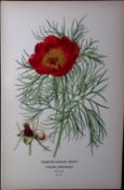 Narrow-Leaved Peony Edward Step Rare Antique Botanical Book Plate-15