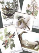 Job-Lot John James Audubon Birds of America 72-Year-Old Coloured Book Plates-10