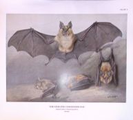 The Greater Horseshoe Bat Rare Limited-Edition J.G. Millais Antique Print.