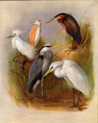 Archibald Thorburn Antique Scarce Bird Illustration The Heron Family-40