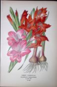 Two-Coloured Coralberry Edward Step Rare Antique Botanical Book Plate-250