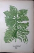 Norfolk-Island Pine Edward Step Rare Antique Botanical Book Plate-235