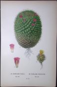 Mammillaria Rhodantha Cactus Edward Step Rare Antique Botanical Book Plate-116