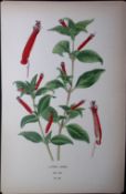 Cuphea Ignea Edward Step Rare Antique Botanical Book Plate-102