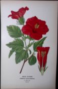 Shoe Flower Edward Step Rare Antique Botanical Book Plate-49