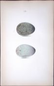 The Red-Legged Crow William Hewitson Antique Nests & Eggs of British Birds Print-56