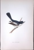 Pied Flycatcher Rev Morris Antique History of British Birds 130 Years-Old Engraving-72