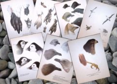 Job-Lot Wilson's Birds of the Antarctic Vintage Coloured Illustrations-2.