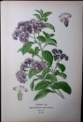 Cherry Pie Edward Step Rare Antique Botanical Book Plate-192