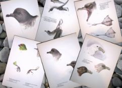 Job-Lot Wilson's Birds of the Antarctic Vintage Coloured Illustrations-5