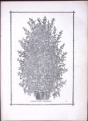 Pyramid Fuchsia Antique Shirley Hibbard Greenhouse Black & White Print-41