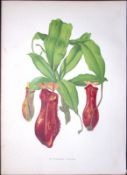 Tropical Nepenthes Flower Antique Shirley Hibbard Greenhouse Print-3