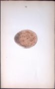 Iceland Falcon Hewitson Antique Nests & Eggs of British Birds Print-1