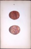 Peregrine Falcon-William Hewitson Antique Nests & Eggs of British Birds Print-2