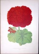 Double Flowering Geranium Antique Shirley Hibbard Greenhouse Coloured Print-19
