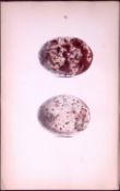 Fishing Hawk - William Hewitson Antique Nests & Eggs of British Birds Print-7