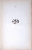 Nightjar-William Hewitson Antique Nests & Eggs of British Birds Print-51