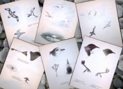 Job-Lot Wilson's Birds of the Antarctic Vintage Coloured Illustrations-6