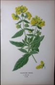 Lady's Purse Flower Edward Step Rare Antique Botanical Book Plate-205