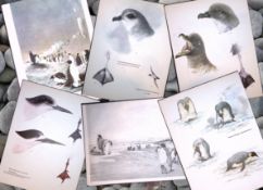 Job-Lot Wilson's Birds of the Antarctic Vintage Coloured Illustrations-4