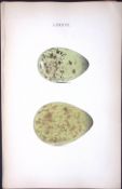 Whimbrel -William Hewitson Antique Nests & Eggs of British Birds Print-81