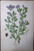 Baby Blue Eyes Edward Step Rare Antique Botanical Book Plate-191