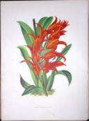 Brassia Aurantiaca Orchid Antique Shirley Hibbard Greenhouse Coloured Print-21