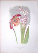 Crimson Pitcherplant Flower Antique Shirley Hibbard Greenhouse Print-4